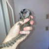 Buy baby marmoset monkey – Tavi 11-week-old male