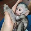 Buy Vervet Monkey Online – Baby Vervet Monkey for Sale | Luna