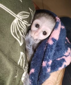 Buy Vervet Monkey Online – Baby Vervet Monkey for Sale | Luna