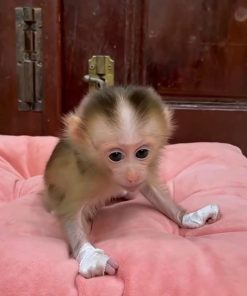 Baby rhesus macaque monkey sitting on pink cushion, young macaque primate for sale