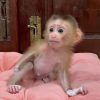 Baby rhesus macaque monkey sitting on pink cushion, young macaque primate for sale