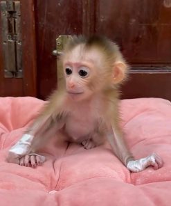 baby macaque monkey sitting on soft pink cushion indoors