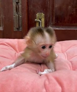 infant macaque monkey photographed indoors on a pink blanket