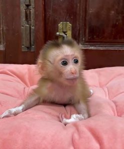 young macaque monkey with expressive eyes resting on plush bedding