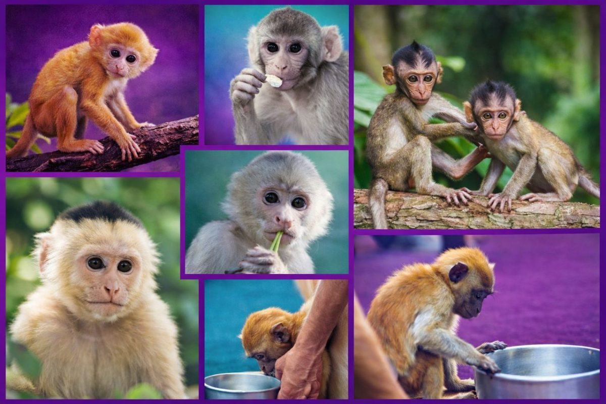 baby chimpanzee for sale