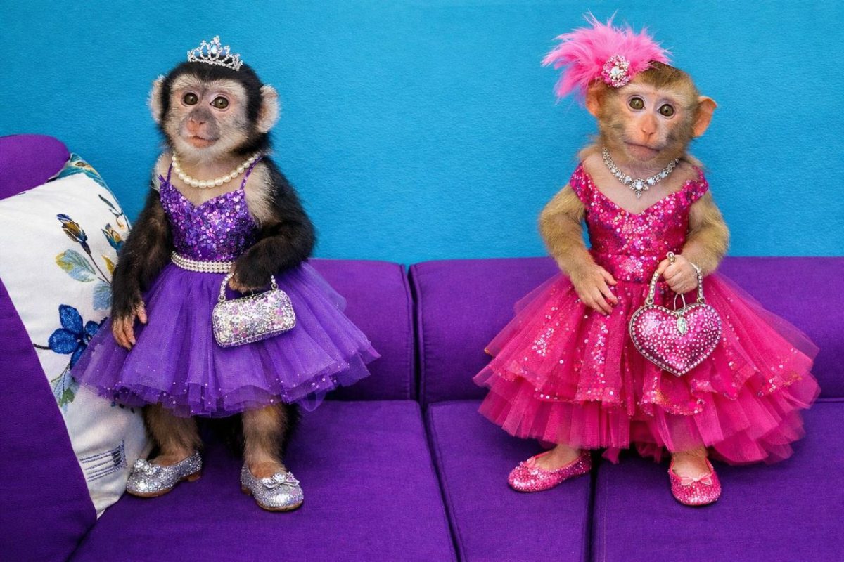 baby chimpanzee for sale