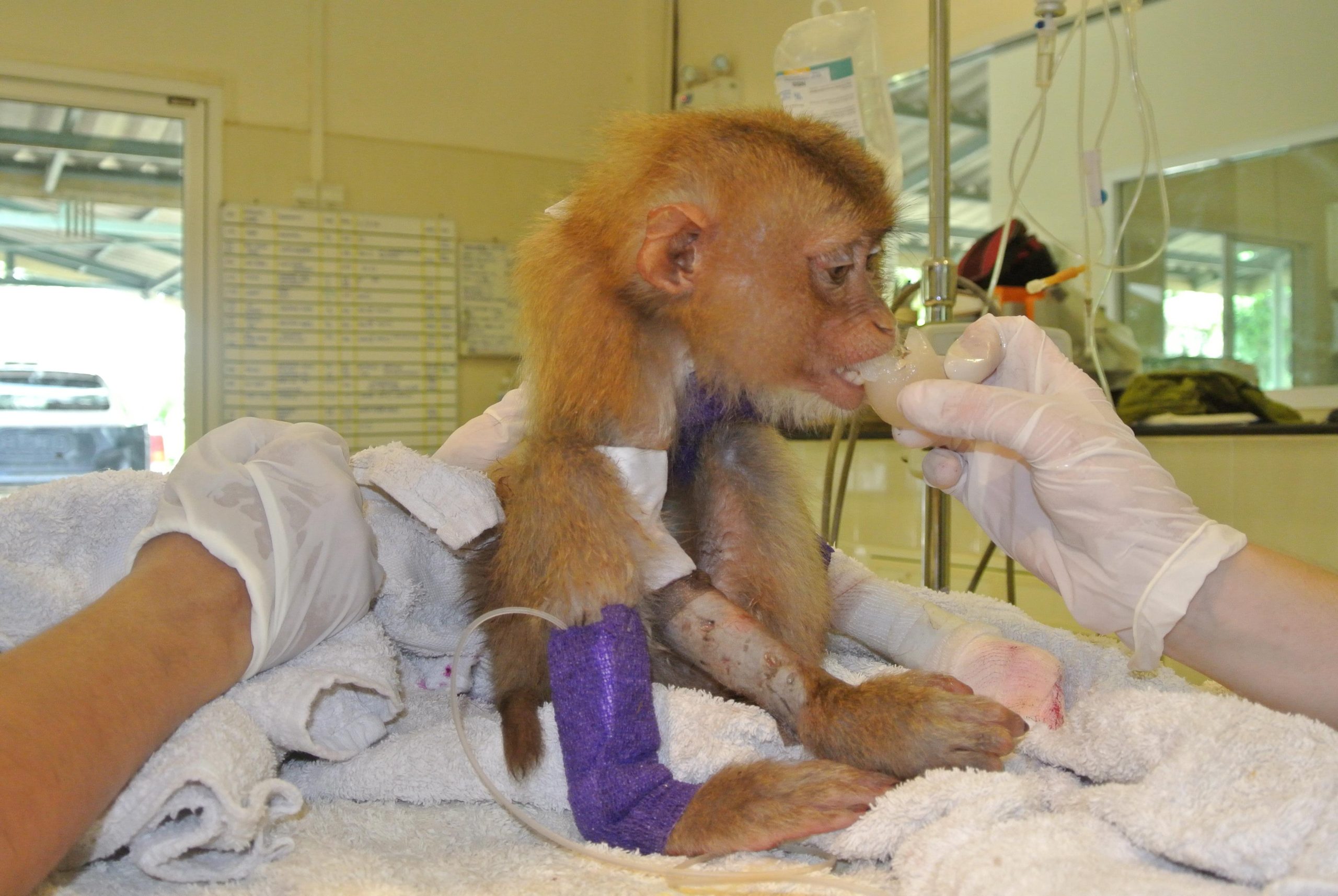 monkey behavior and social life
