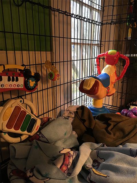 How to Care for a Baby Monkey