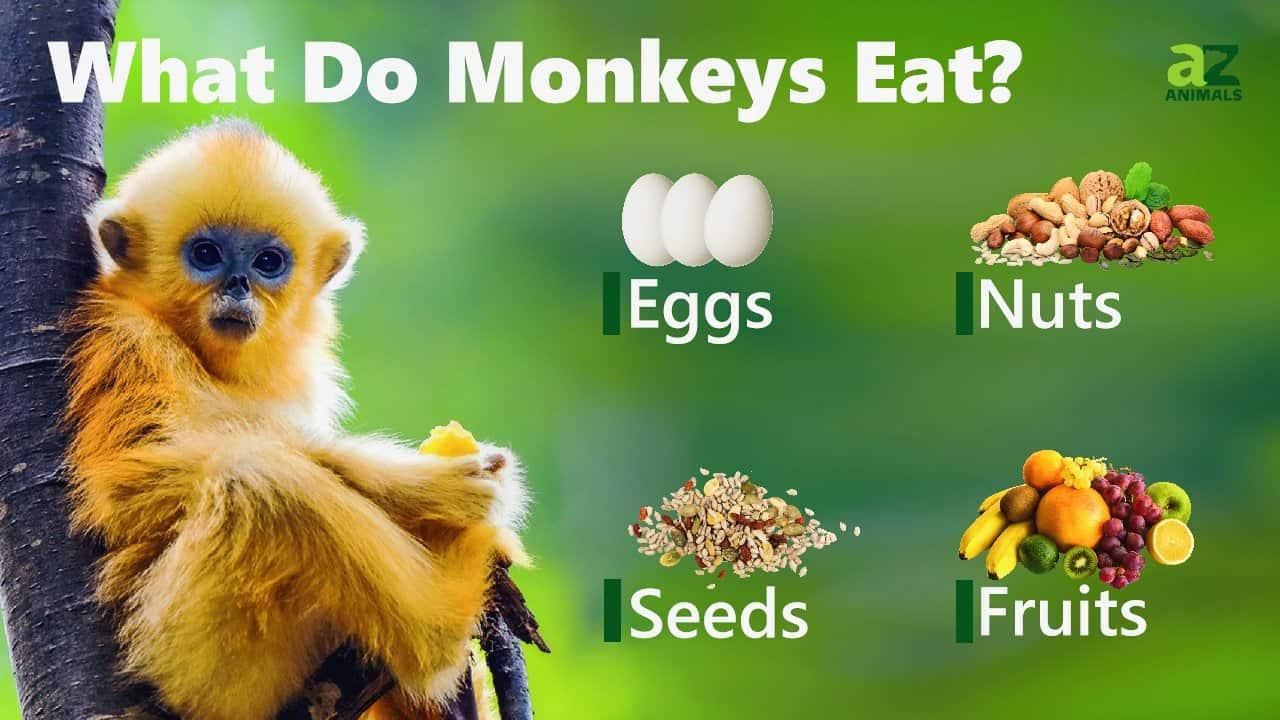 What Do Monkeys Eat?