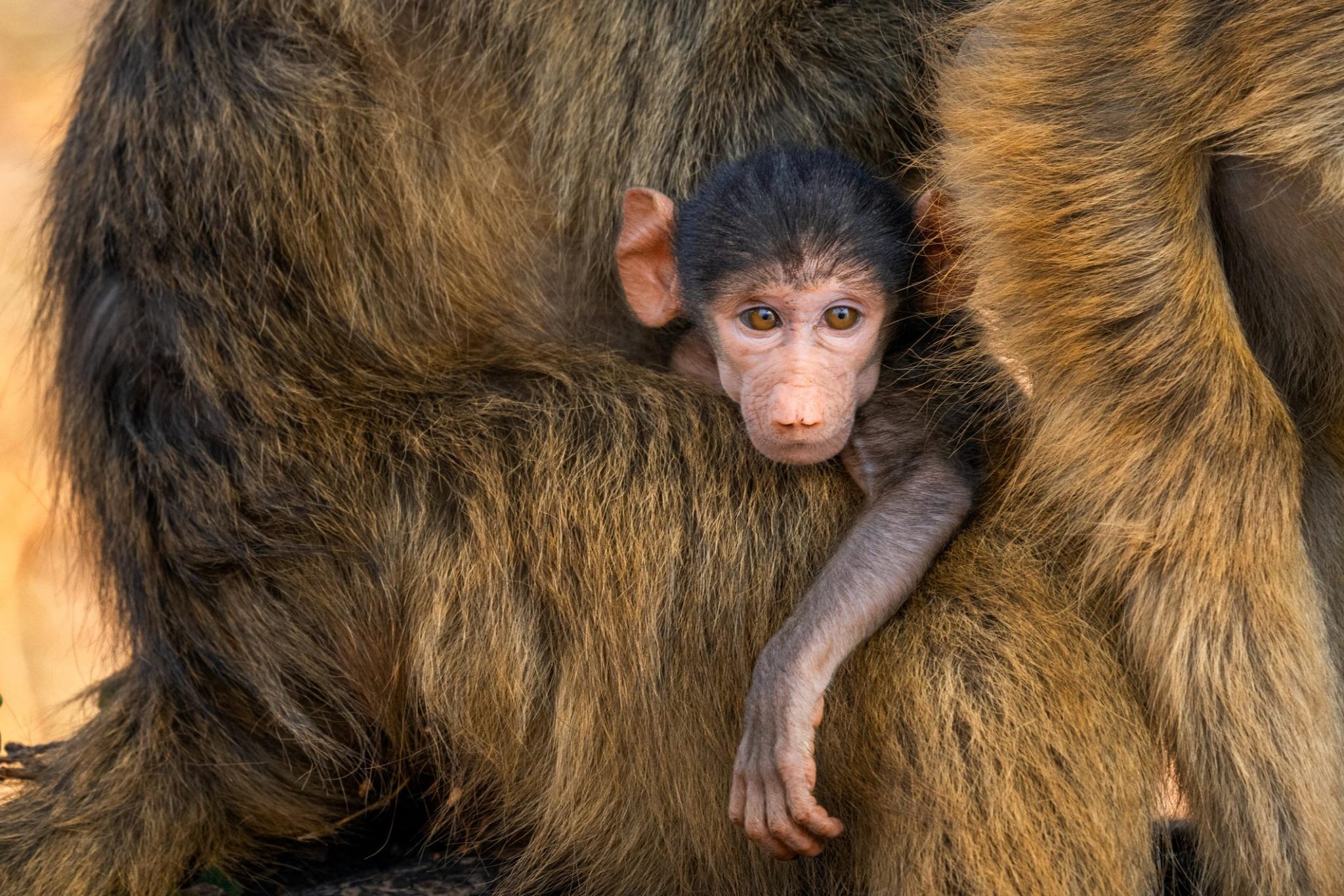 How to Care for a Baby Monkey