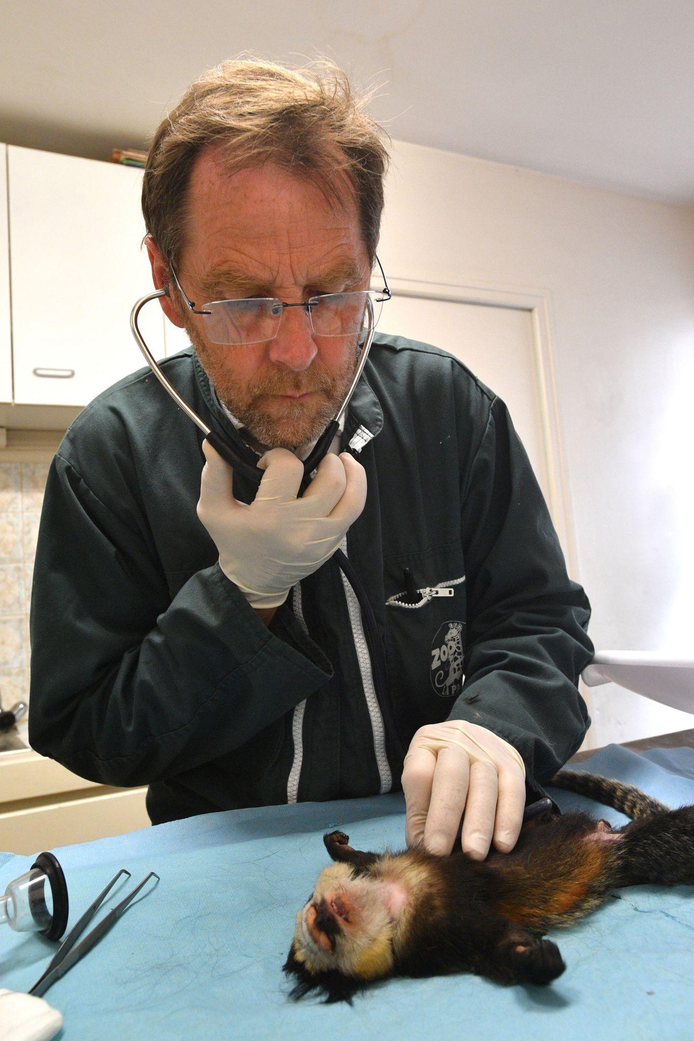 Common Monkey Illnesses and Treatment - Universal Primates Guide