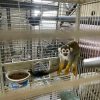 SQUIRREL MONKEYS