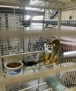 Affordable Squirrel Monkeys For Sale l Kate