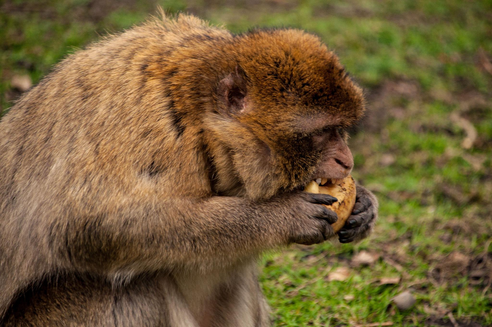 monkeys vs apes comparison