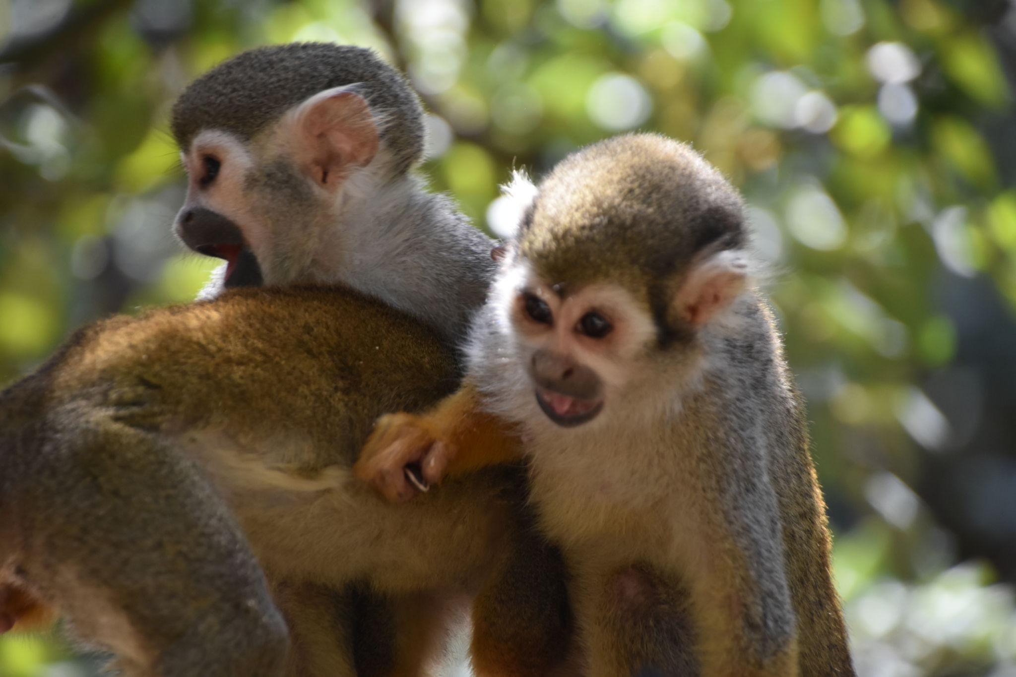 smallest monkey species