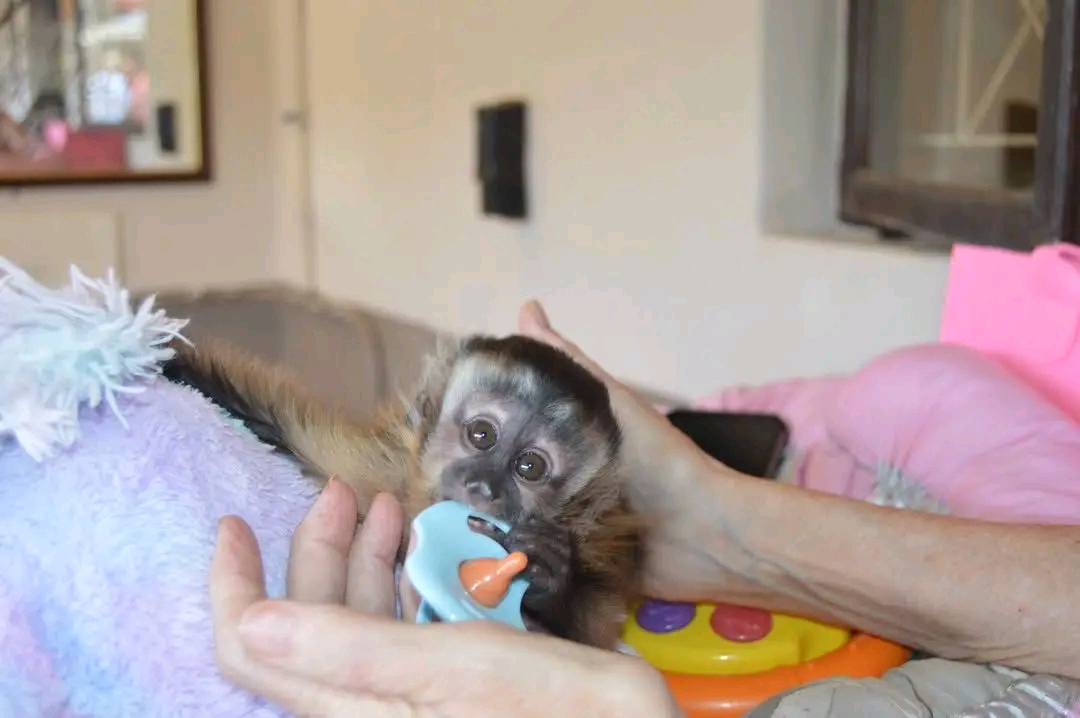 Baby Monkeys for Sale