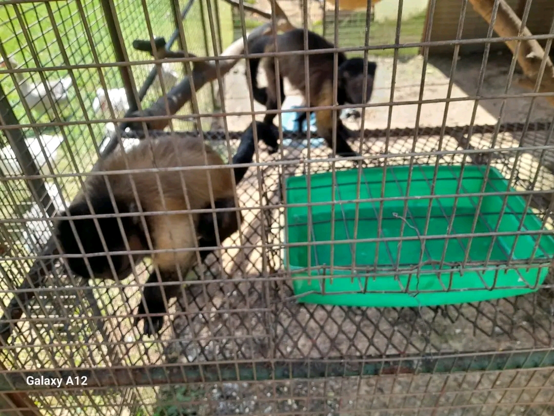 Monkeys for Sale at Universal Primates