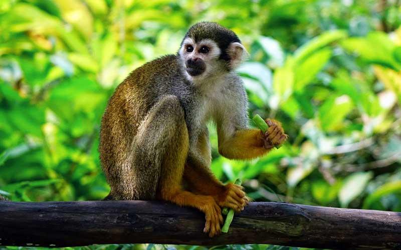 where do monkeys live map