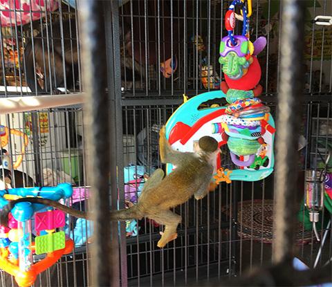 smartest monkey species