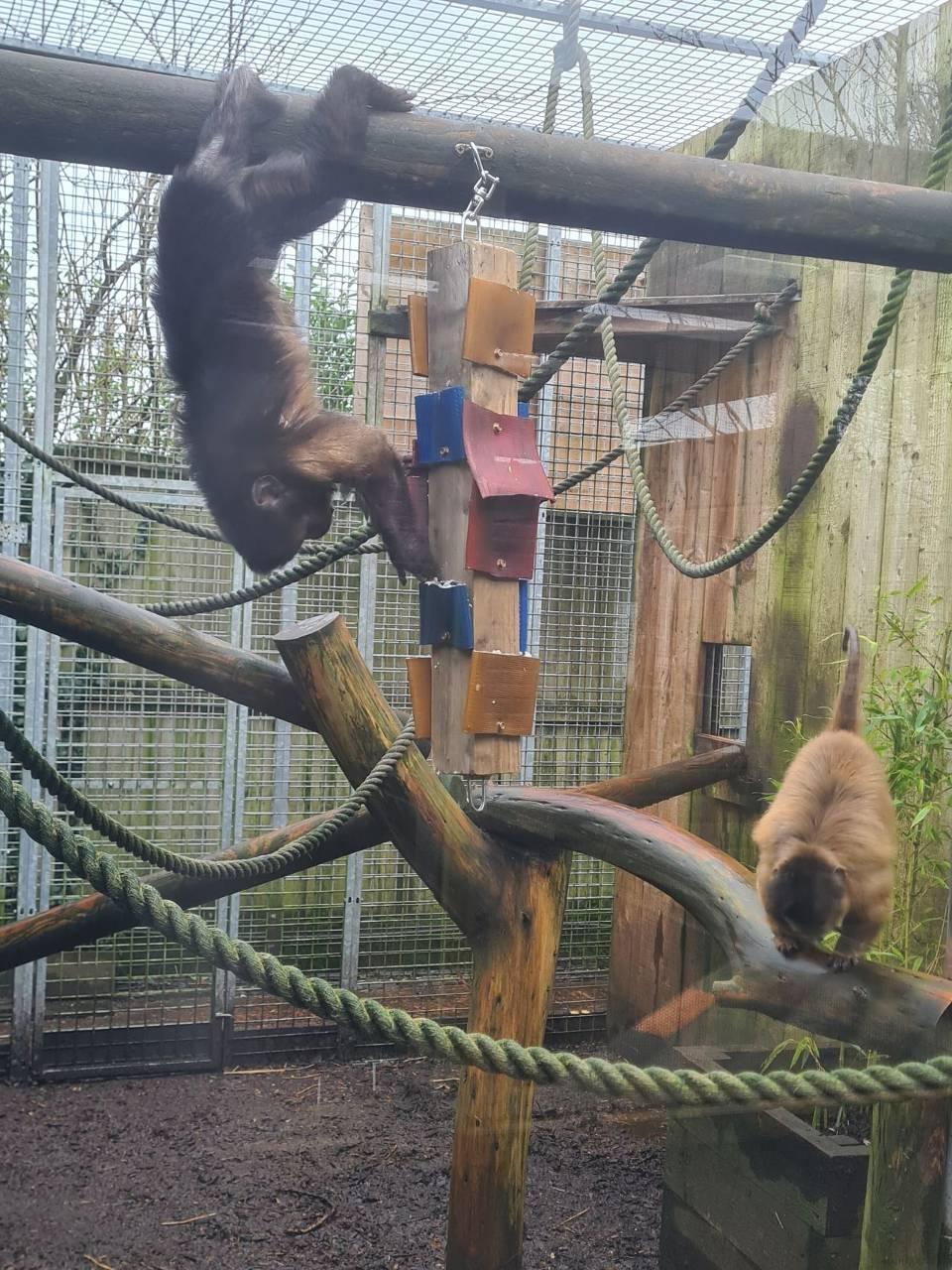 seasonal care tips for monkeys