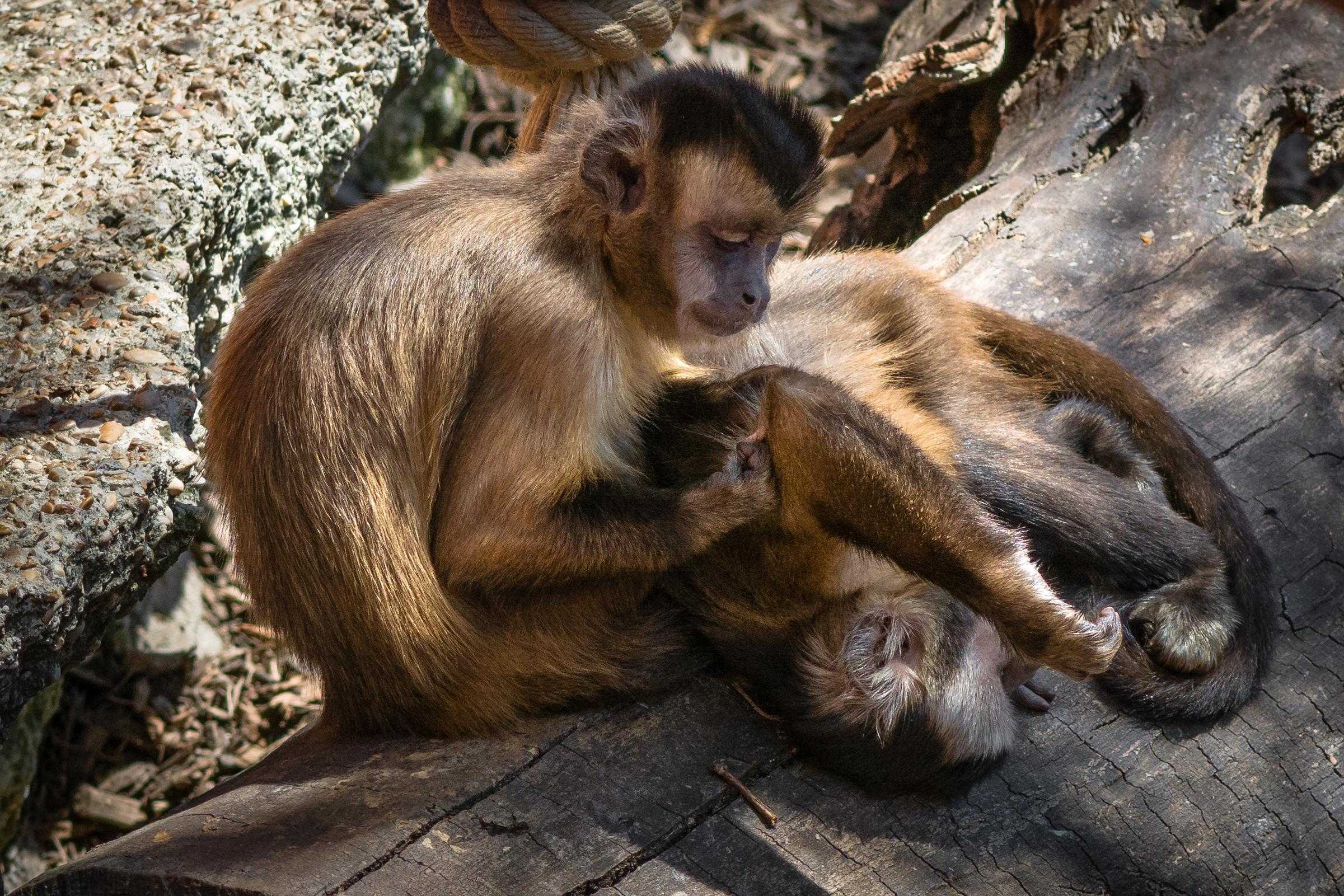 daily care routine for pet monkeys