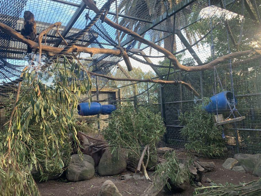 Capuchin Monkey Care Guide for First-Time Owners