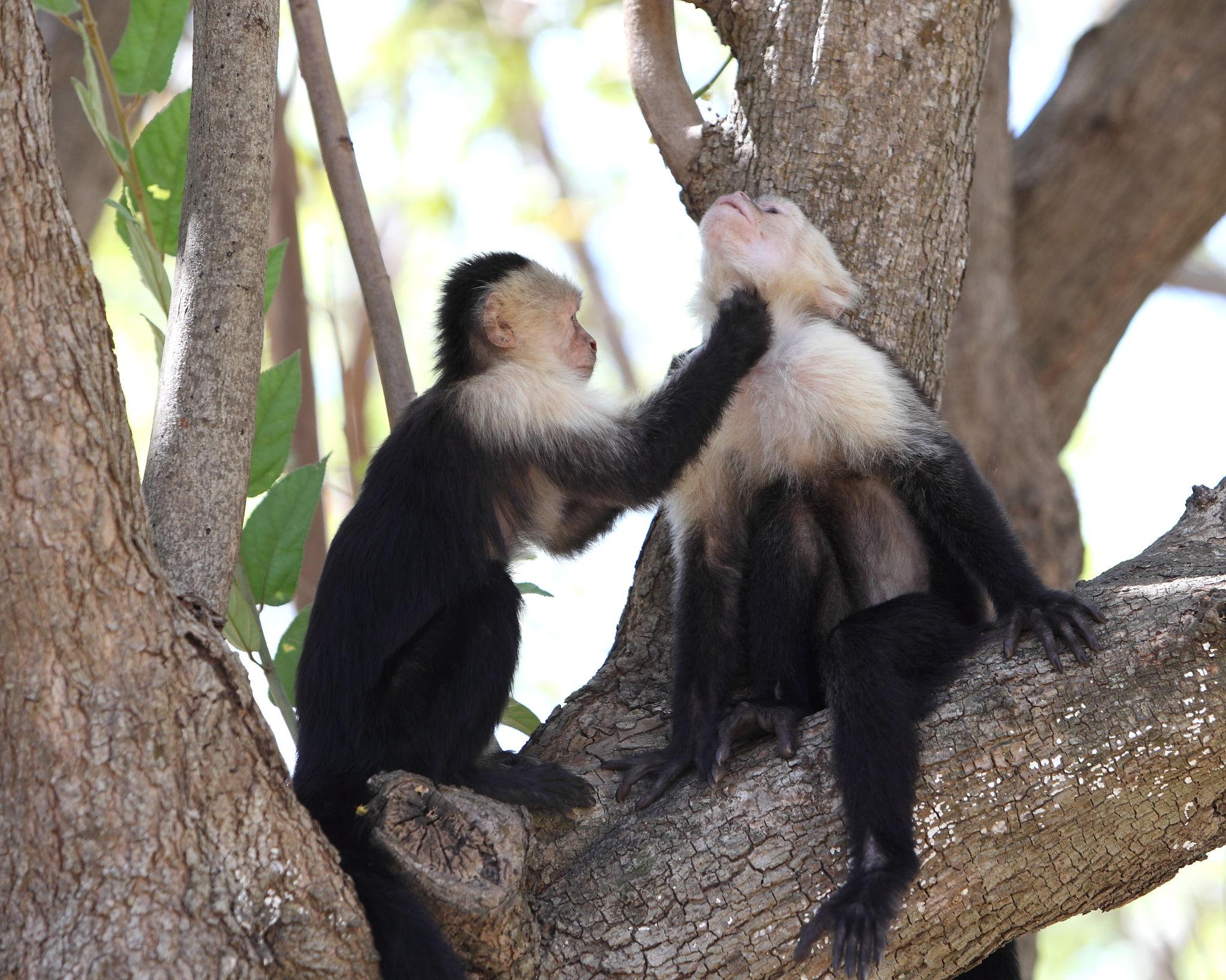 monkey mental stimulation activities