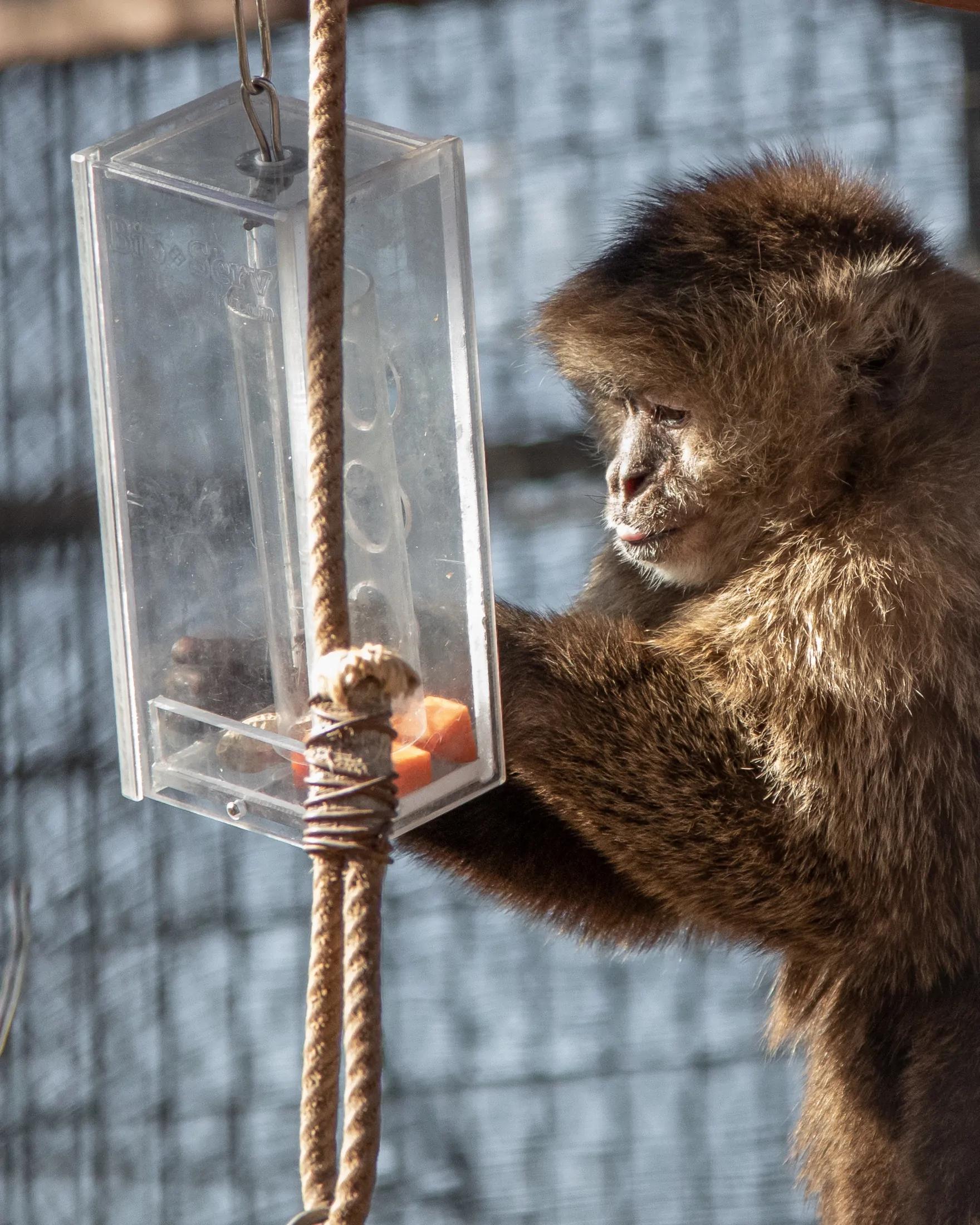 feeding guide for monkey species
