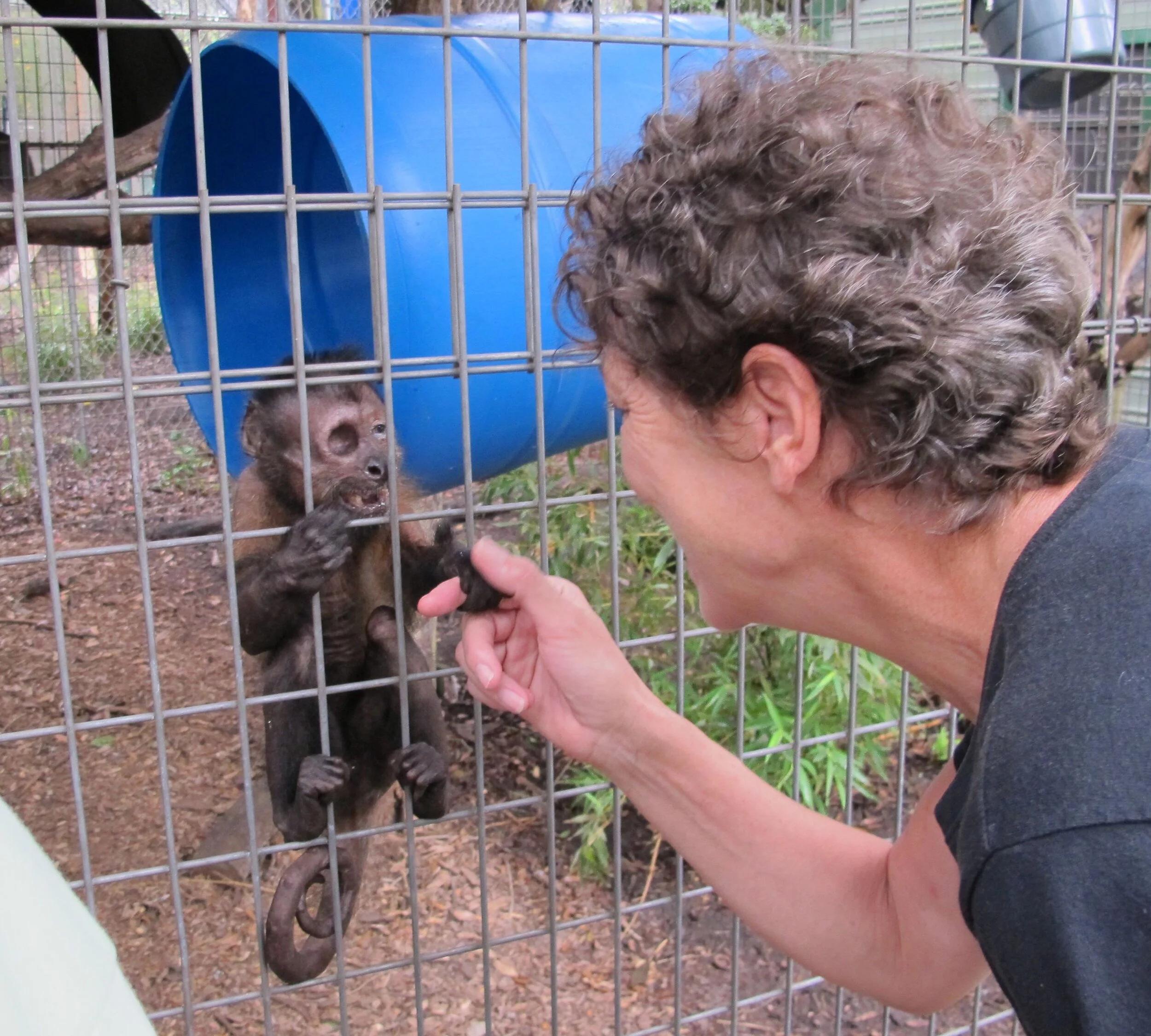 monkey enclosure design